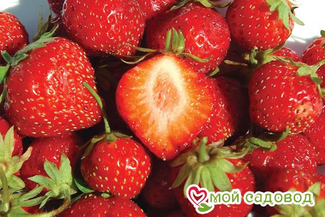 Клубника Мара де Буа